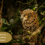 5 Critical Mistakes to Avoid When Booking Your Jhalana Safari