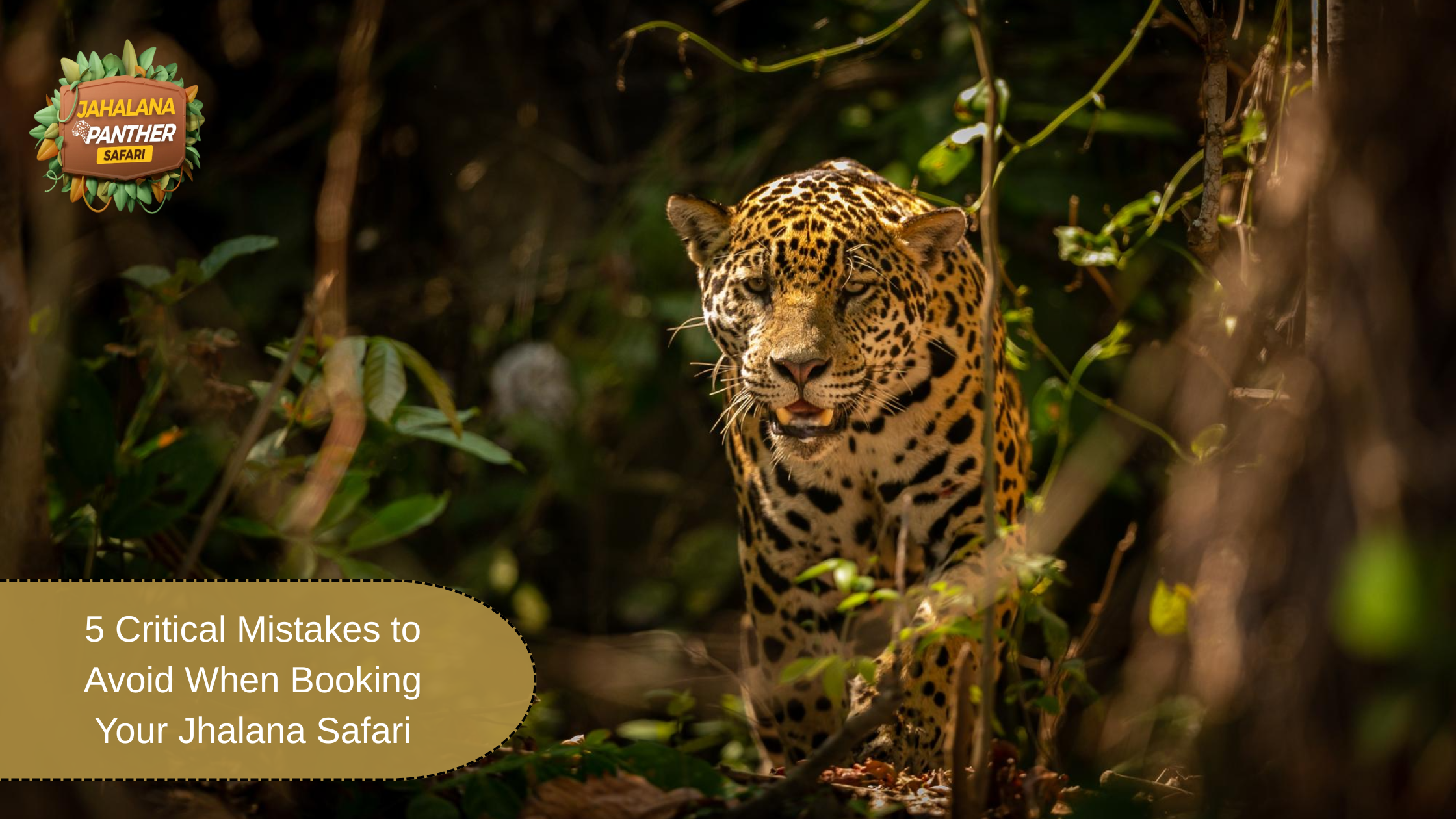 Jhalana Safari booking mistakes