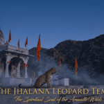 Jhalana Leopard Temple: The Spiritual Soul of the Aravalli Wilds