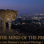 Leopard Behavior Jhalana: The 2026 Ethology Guide