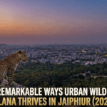 5 Incredible Ways the Urban Wildlife of Jhalana Thrives in Jaipur City (2026 Guide)