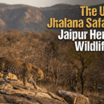 Ultimate Jhalana Safari Plan: Jaipur Heritage & Wildlife Guide