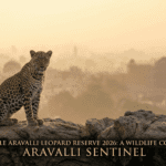 The Aravalli Sentinel: A 2026 Comprehensive Guide to the Aravalli Leopard Reserve
