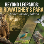 Beyond Leopards: The Birdwatcher’s Paradise Hidden Inside Jhalana