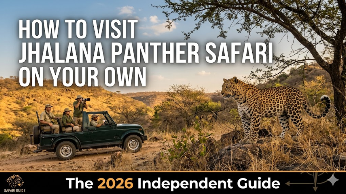 How to Visit Jhalana Panther Safari on Your Own: The 2026 Independent Guide