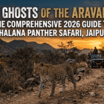 The Ghosts of the Aravallis: The Comprehensive 2026 Guide to Jhalana Panther Safari, Jaipur