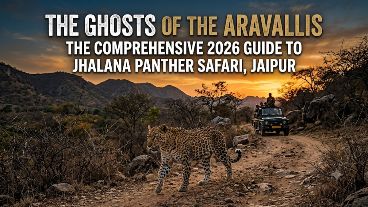 The Ghosts of the Aravallis: The Comprehensive 2026 Guide to Jhalana Panther Safari, Jaipur