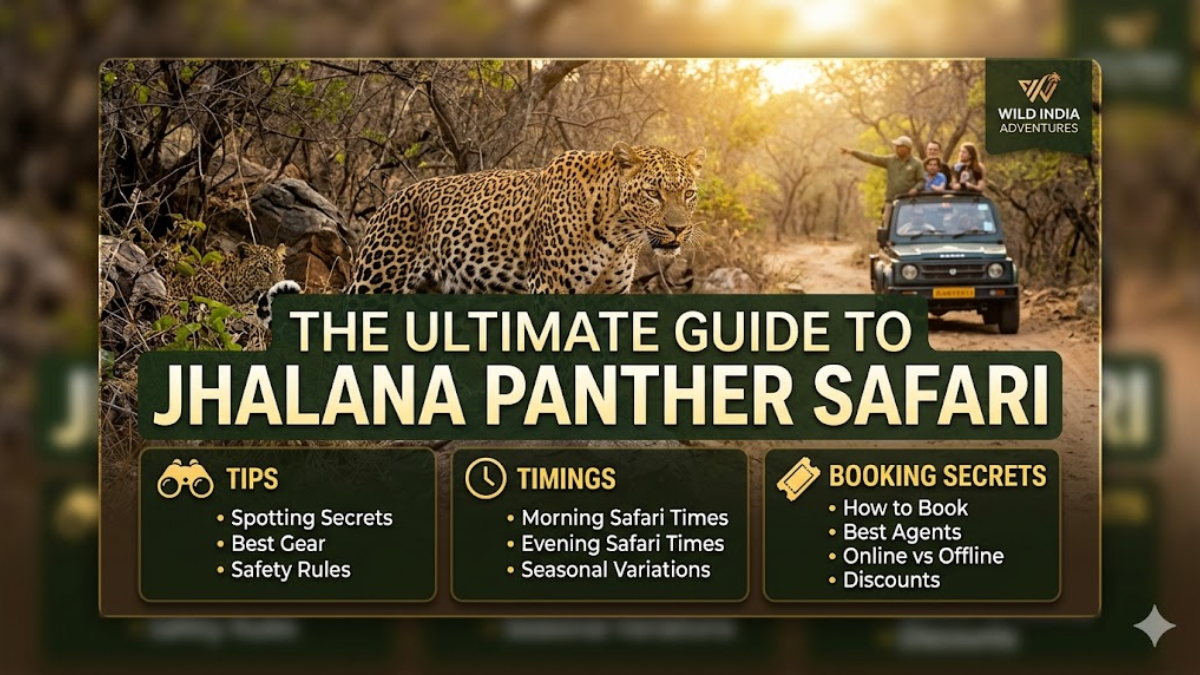 The Ultimate Guide to Jhalana Panther Safari: Tips, Timings, and Booking Secrets