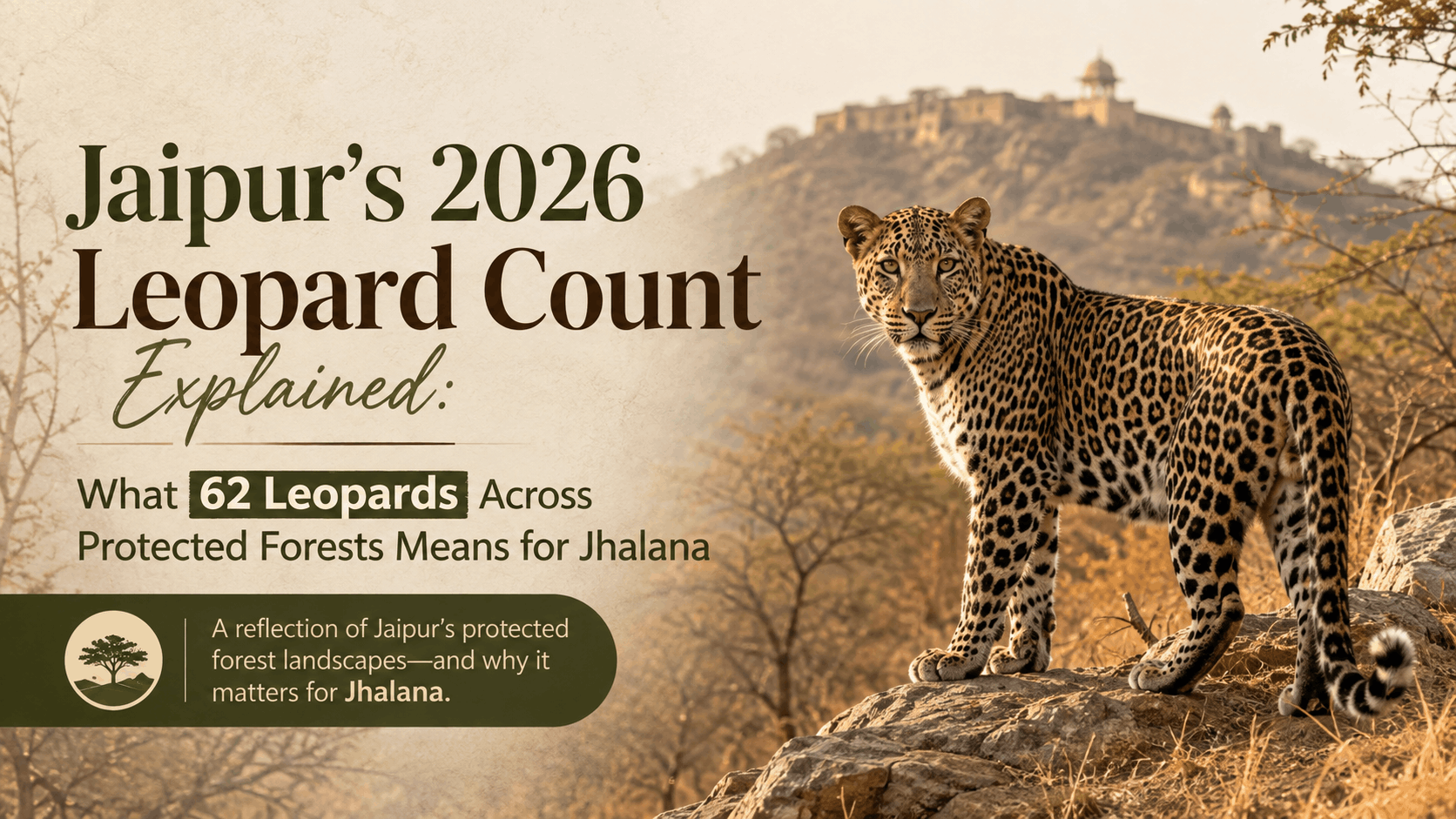 Jaipur's 2026 Leopard Count Explained: What 62 Leopards Across Protected Forests Means for Jhalana