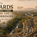 Why Leopards Use Railway Lines, Nullahs and Green Corridors to Move Through Jaipur